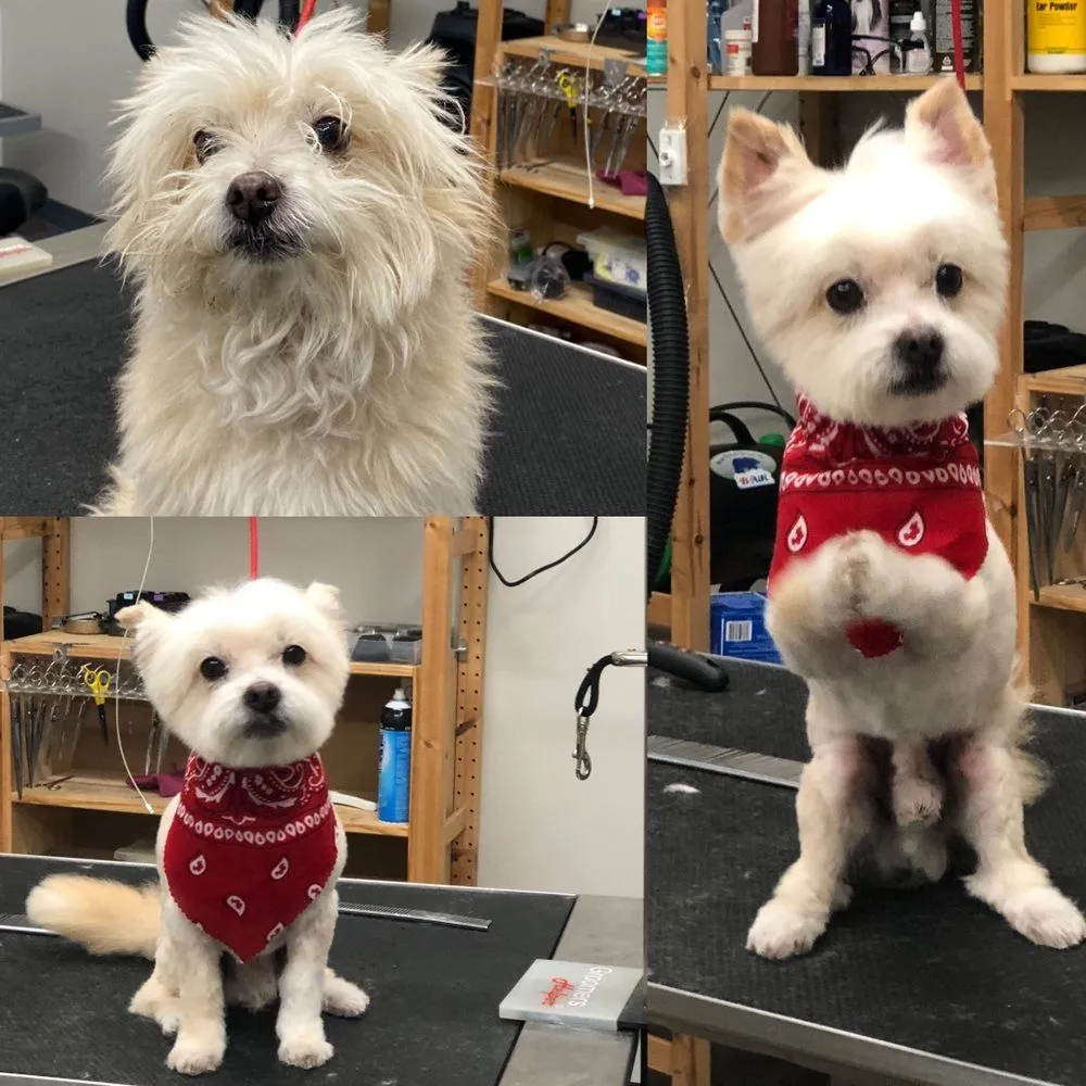 Small dog standing