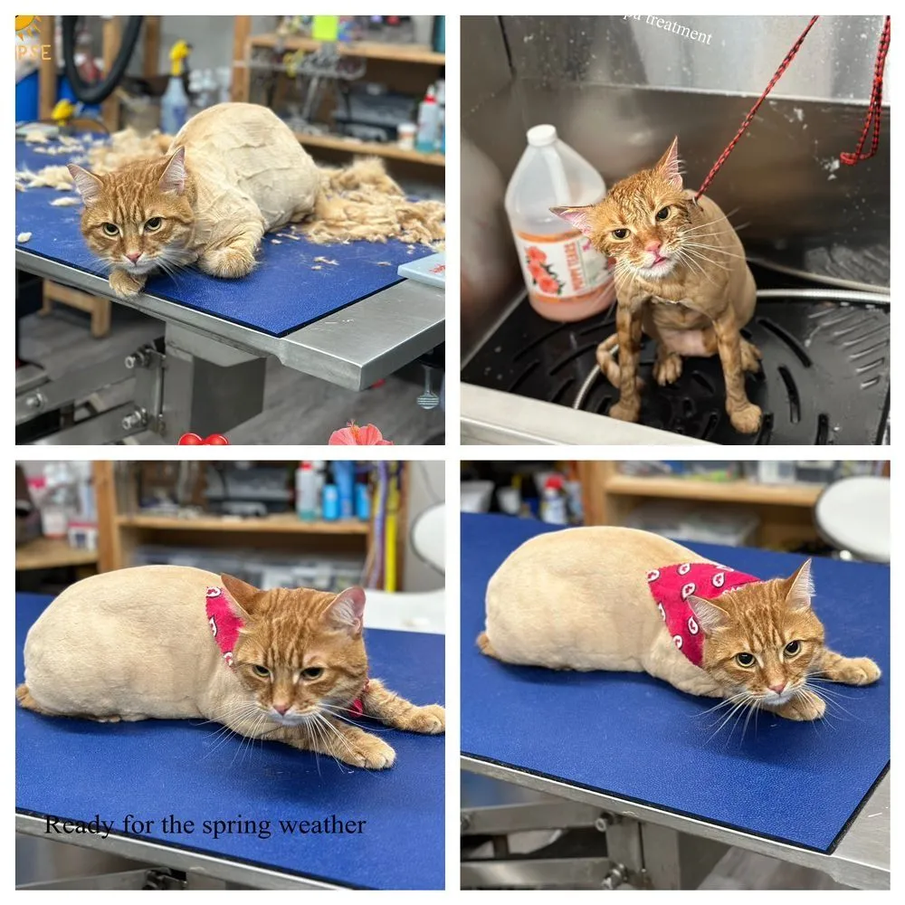 Cats on a grooming table
