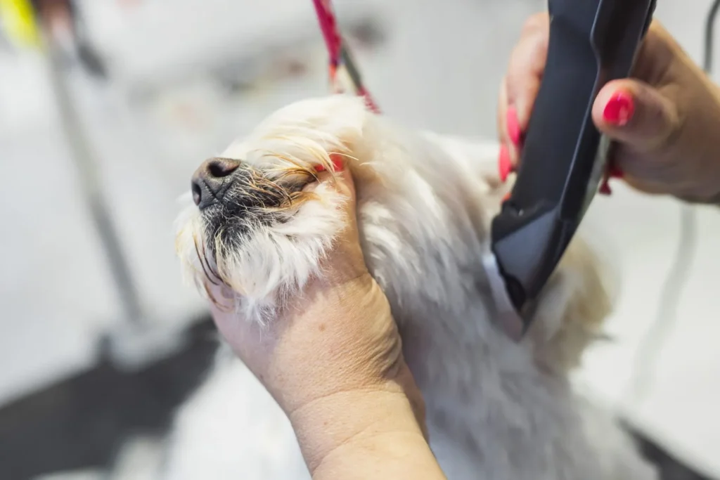 Dog getting haircut
