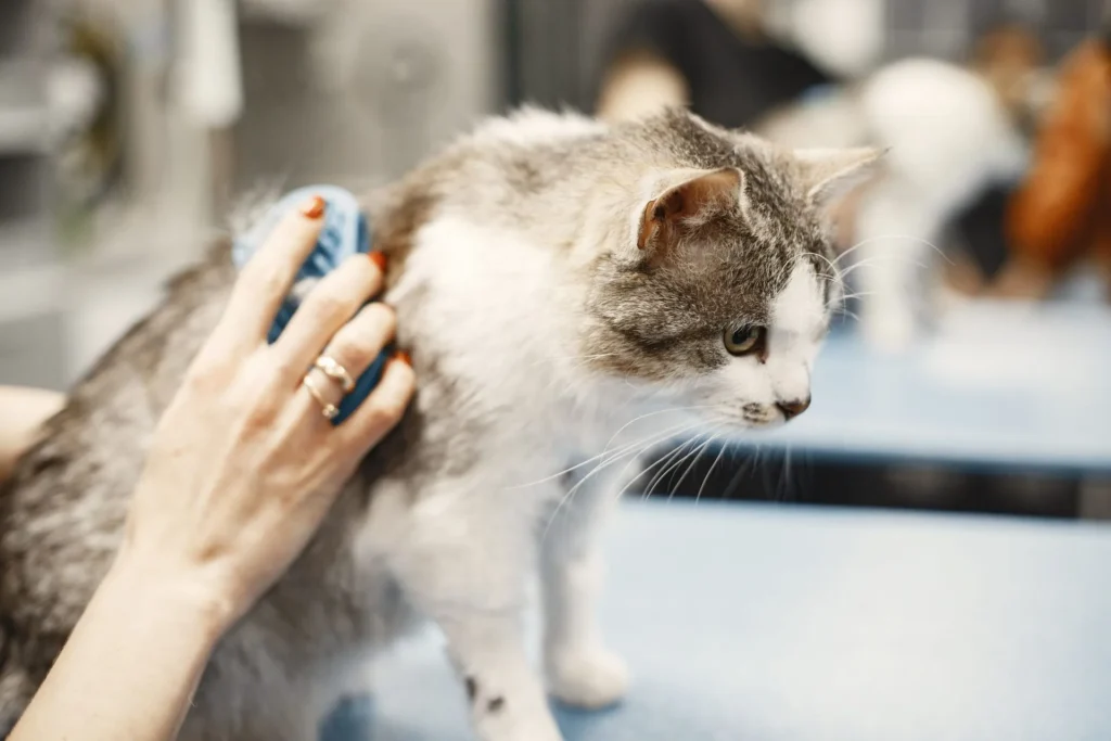 Cat getting bathed